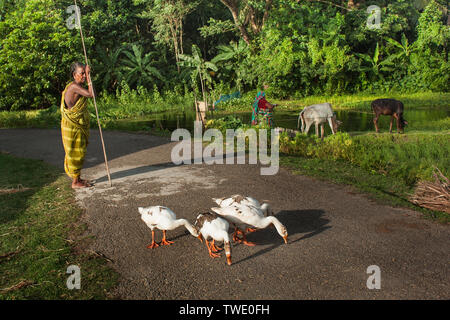 Una donna conduce un gregge di cigni attraverso il terrapieno sulla zona costiera di Satkhira, Bangladesh. Foto Stock