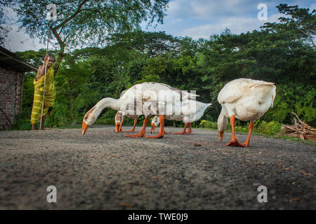 Una donna conduce un gregge di cigni attraverso il terrapieno sulla zona costiera di Satkhira, Bangladesh. Foto Stock
