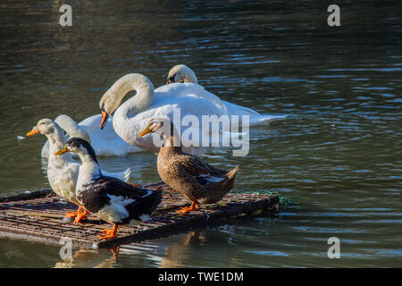 Il White Swan nuotare nel lago vicino anatre a bordo Foto Stock