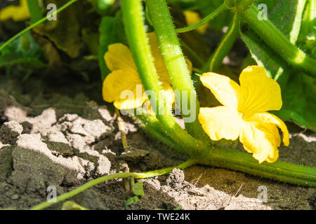 Fioritura cetrioli in giardino, piccolo ma bellissimo fiori gialli da verdure. Infiorescenza di cetriolo. Giardinaggio Foto Stock