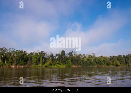 Alberi lungo il fiume Kinabatangan, Sabah Borneo Malesia orientale. Foto Stock