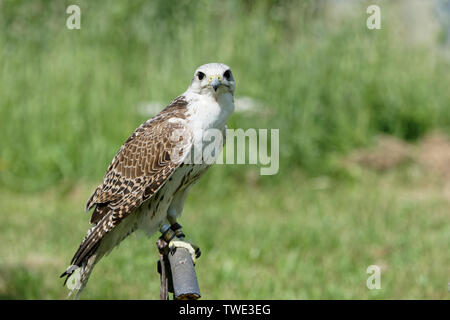 La Falconeria Harz,Güntersberge,Sassonia Anhalt,Germania. Foto Stock