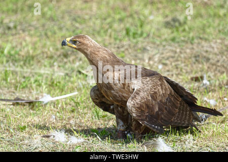 La Falconeria Harz,Güntersberge,Sassonia Anhalt,Germania. Foto Stock