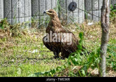 La Falconeria Harz,Güntersberge,Sassonia Anhalt,Germania. Foto Stock