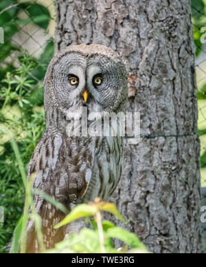 Grande gufo grigio in falconeria,Harz in Germania. Foto Stock