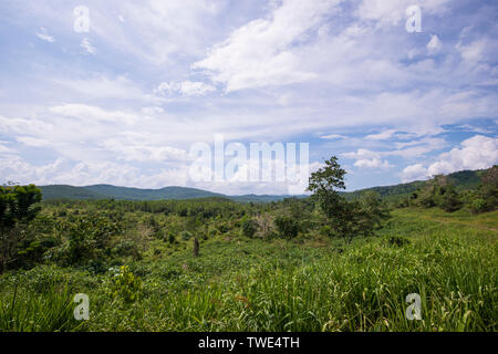 La fauna selvatica corridoio in un olio di piantagione di palme, vicino Tawau, Sabah Borneo Malesia orientale. Foto Stock