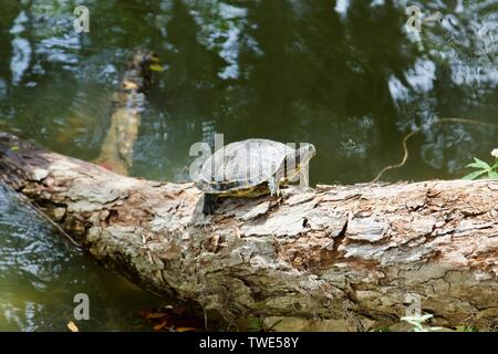 Basking tartaruga dipinta su un log in New Orleans Foto Stock