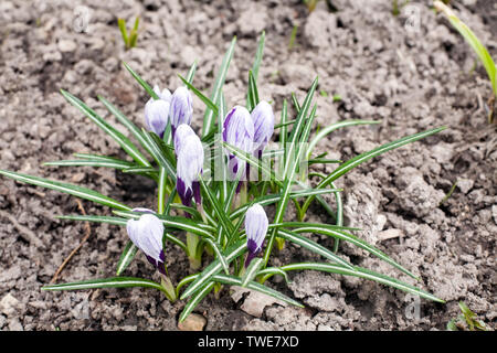 Blue snowdrop fiori di primavera closeup vista su sfondo di terra Foto Stock