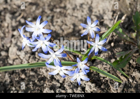 Luce blu snowdrop fiori di primavera closeup vista sulla terra scura sullo sfondo Foto Stock