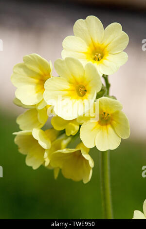 Luce gialla fiori di primavera su sfocato sfondo all'aperto vista ingrandita Foto Stock