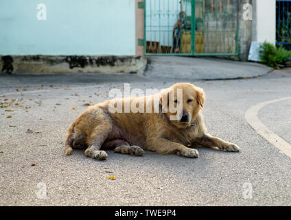 Cane golden retriever mangy scabby giacente lonely su strada Foto Stock