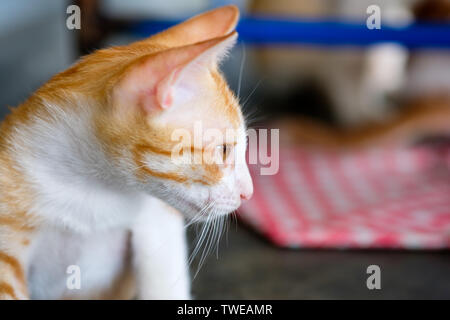 Ritratto arancione bianco gattino faccia laterale con guardando qualcosa Foto Stock