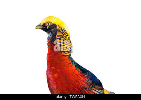 Close-up Golden Pheasant uccello rosso e giallo, isolati su sfondo bianco Foto Stock