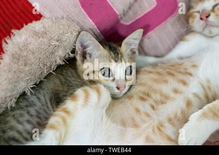 Grigio gattino stare sdraiato sul corpo arancio gattino sono posti letto Foto Stock