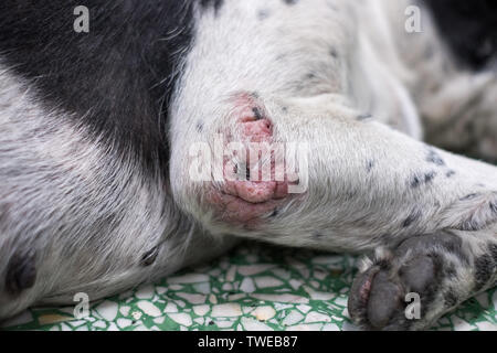 Close-up pelle vecchio cane la scabbia malattia Foto Stock
