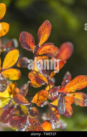Arbusto, foglie rosse con acqua riflettente scende, il Monte Baker-Snoqualmie Foresta Nazionale, Washington, Stati Uniti d'America Foto Stock