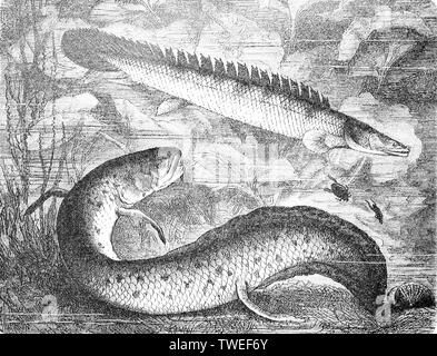 Nile bichir e West African lungfish, (Polypterus bichirnischer), (Protopterus annectens), 1881, storico xilografia illustrazione, Germania Foto Stock