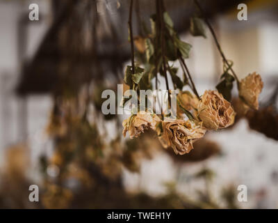 Vecchio vintage rose essiccati fiori appesi capovolti con copia spazio. Foto Stock