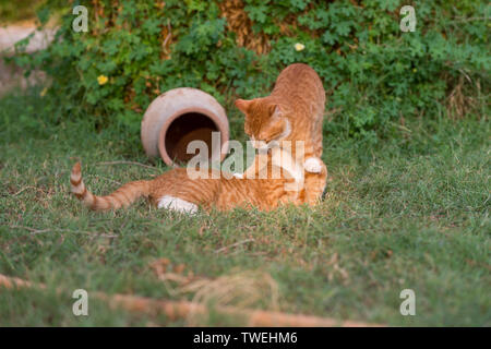 Due gattini rossi Foto Stock