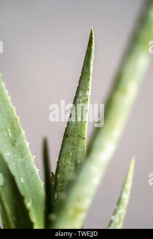 Aloe Vera Agave Cactus impianto Close Up Foto Stock