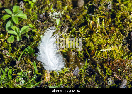 Piume bianche di un piccolo uccello caduti sul suolo coperto di moss in primavera Foto Stock