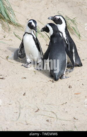 Un gruppo di pinguini Humboldt (Spheniscus Humboldti) Foto Stock