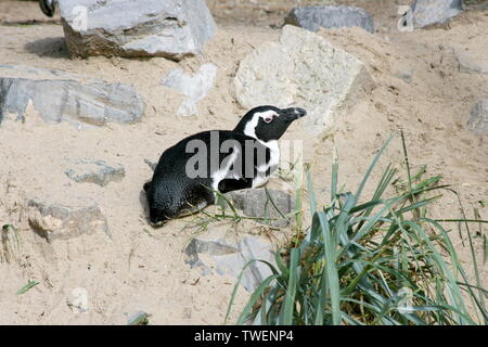 Un gruppo di pinguini Humboldt (Spheniscus Humboldti) Foto Stock