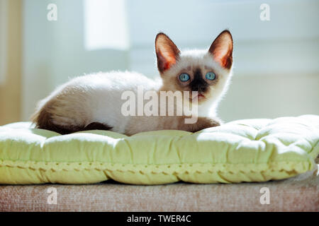 Piccolo gattino di razza Thai ai raggi del sole. Divertente Gatto con gli occhi blu su uno sfondo bianco.