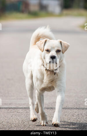Triste e abbandonato il mutt con problema negli occhi. White cane randagio che cammina verso la telecamera. Con copia spazio. Foto Stock