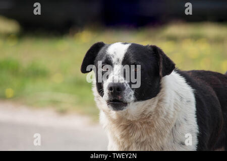 Triste e sporco in bianco e nero il mutt cane guardando la fotocamera. Sfocare lo sfondo con copia spazio. Foto Stock