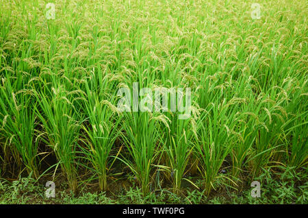 Un campo di risone, una grande area di riso. Foto Stock