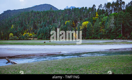 Foreste / prati / cavalli / paludi a Bomi erba Lago, Tibet Foto Stock