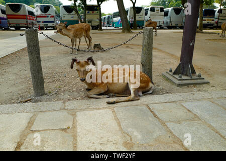 Kyoto, Giappone, 31st, Maggio, 2017. Un cervo ha una coppia di corna ricurve che giace a terra nel Parco di Nara. Foto Stock