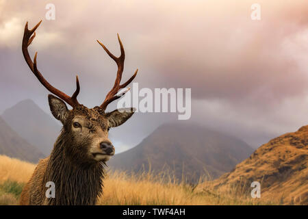 Un cervo rosso cervo a Glen Etive. Foto Stock