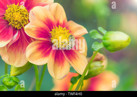 Un'ape al lavoro. Honeybee pollinates bella colorata Dahlia (Schloss Reinbek) fiori. In armonia con la natura. Foto Stock