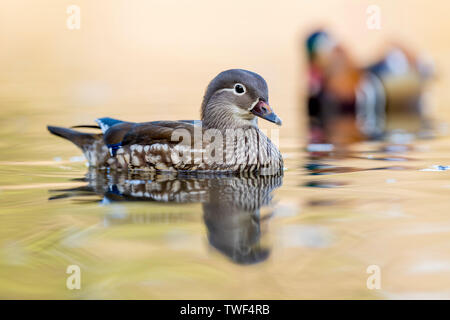 Coppia di mandarino; Aix galericulata; Devon, Regno Unito Foto Stock