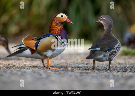 Coppia di mandarino; Aix galericulata; Devon, Regno Unito Foto Stock