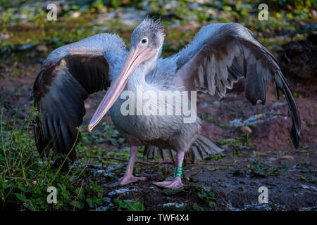 Un Pellicano mantiene le sue ali ad asciugare. Foto Stock