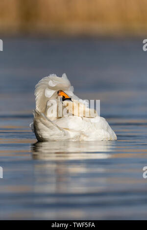 Cigno; Cygnus olor; Regno Unito Foto Stock