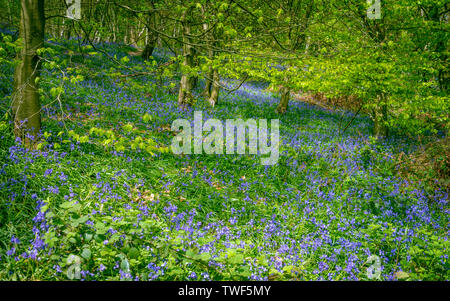 Bluebells in antichi boschi del Outwoods che è uno dei più antichi boschi superstite siti in Charnwood. Foto Stock