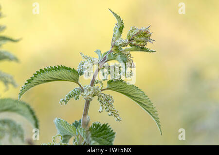 Ortica; Urtica dioica; fioritura; Regno Unito Foto Stock