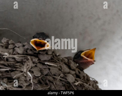 Swallow nest in attesa di madre nel nido Foto Stock