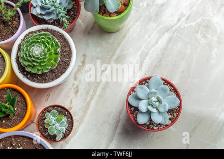 Varietà di piante succulente in vasi differenti Foto Stock