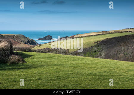 I campi che conducono in basso verso l'appartato Porth Mear Cove sulla North Cornwall coast. Foto Stock