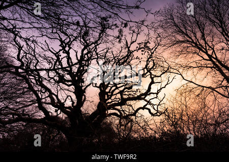 Sessili alberi di quercia Quercus petraea stagliano contro il sole di setting. Foto Stock