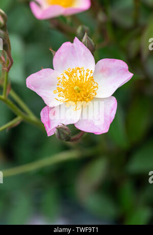 Primo piano rosa rosa rampling Rosa 'Francis E. Lester fioritura in un giardino inglese, Regno Unito Foto Stock