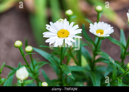 Più di Shasta daisy blumi hanno aperto fino Foto Stock