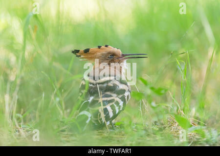 Close up upupa dormire in erba verde Foto Stock