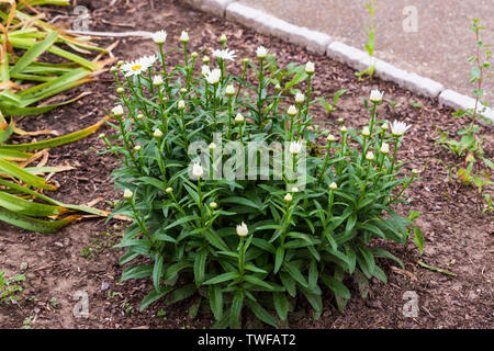 Più di Shasta daisy blumi hanno aperto Foto Stock