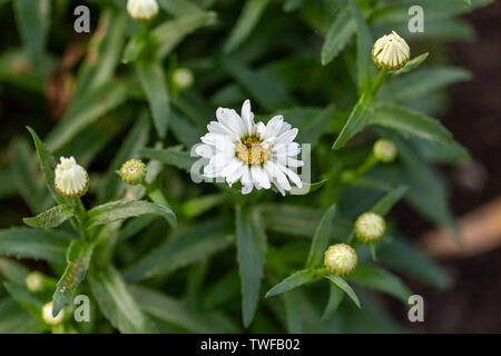 Il primo dei Shasta daisy blumi apre Foto Stock